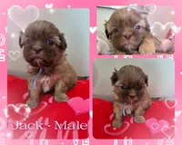 Jack, a male Shih Tzu for sale in Canfield, OH – Photo 1 of 3