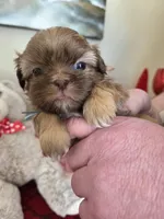 Jack, a male Shih Tzu for sale in Canfield, OH – Photo 3 of 3