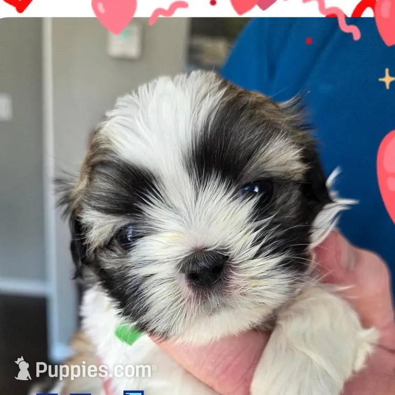 Walker, a male Shih Tzu for sale in Canfield, OH – Photo 1 of 2