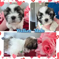 Walker, a male Shih Tzu for sale in Canfield, OH – Photo 2 of 2