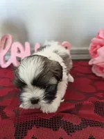 Walker, a male Shih Tzu for sale in Canfield, OH – Photo 3 of 5