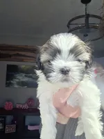 Walker, a male Shih Tzu for sale in Canfield, OH – Photo 2 of 5