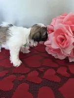 Walker, a male Shih Tzu for sale in Canfield, OH – Photo 4 of 5