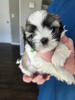 Walker, a male Shih Tzu for sale in Canfield, OH – Photo 5 of 5