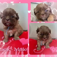 Jack, a male Shih Tzu for sale in Canfield, OH – Photo 2 of 2