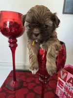 Kayce, a male Shih Tzu for sale in Canfield, OH – Photo 5 of 6