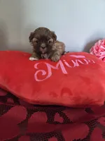 Kayce, a male Shih Tzu for sale in Canfield, OH – Photo 2 of 6