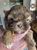 Kayce, a male Shih Tzu for sale in Canfield, OH – Photo 3 of 6