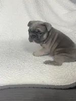 Buster, a male French Bulldog for sale in Newport News, VA – 6 of 7