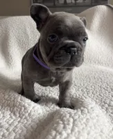 Bella, a female French Bulldog for sale in Newport News, VA – 4 of 5