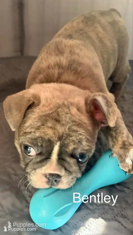 Bentley – French Bulldog puppy for sale in Newport News, VA