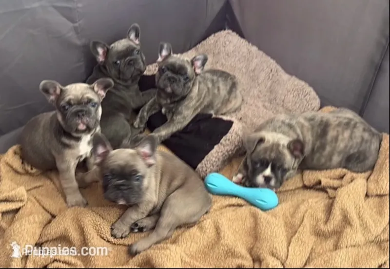 Bella – French Bulldog puppy for sale in Newport News, VA