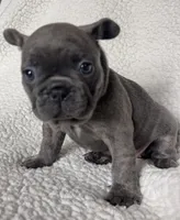 Bella, a female French Bulldog for sale in Newport News, VA – 3 of 5