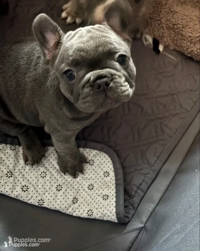 Bella – French Bulldog puppy for sale in Newport News, VA