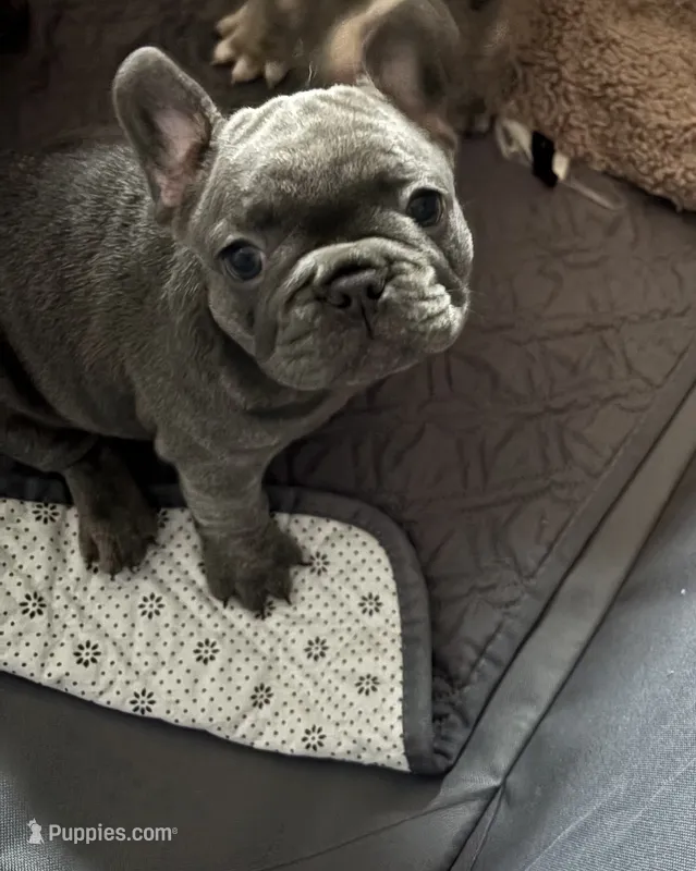 Bella – French Bulldog puppy for sale in Newport News, VA