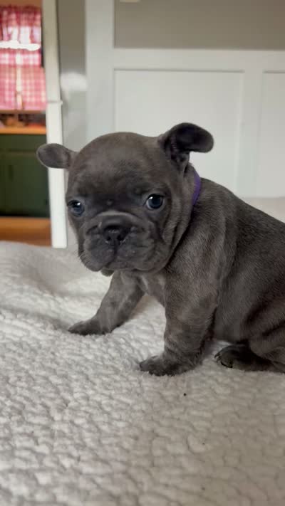 Bella, a female French Bulldog for sale in Newport News, VA – 5 of 5
