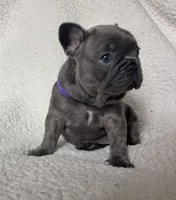 Bella, a female French Bulldog for sale in Newport News, VA – 2 of 5