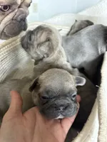 Buster, a male French Bulldog for sale in Newport News, VA – 4 of 4