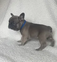 Bleu, a male French Bulldog for sale in Newport News, VA – 2 of 4