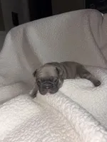 Bleu, a male French Bulldog for sale in Newport News, VA – 4 of 4