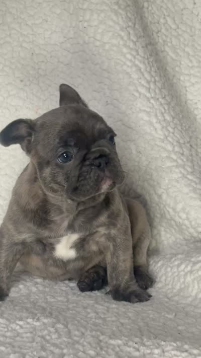 Bruno, a male French Bulldog for sale in Newport News, VA – 3 of 4
