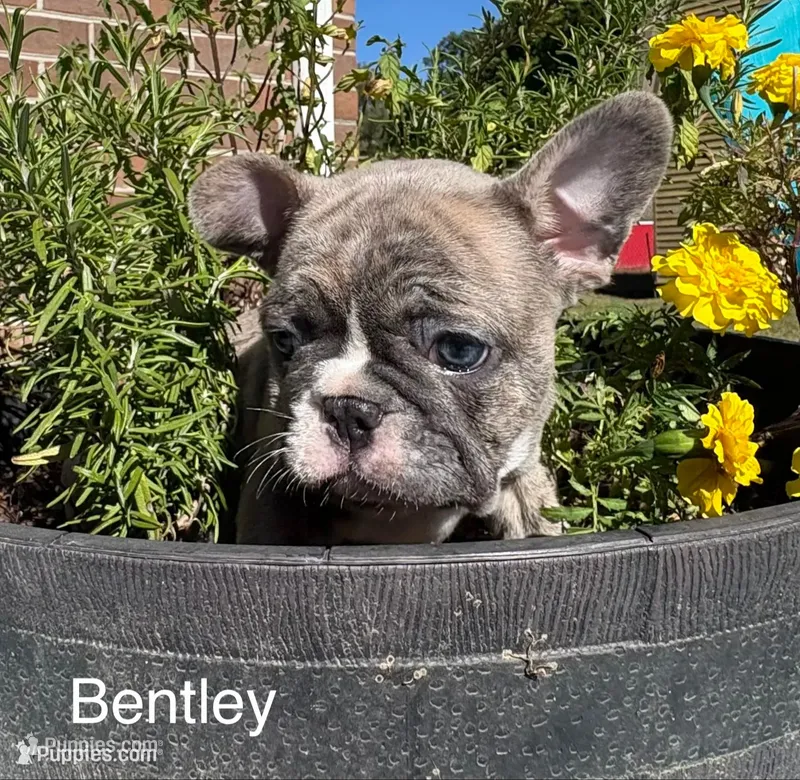 Bentley – French Bulldog puppy for sale in Newport News, VA