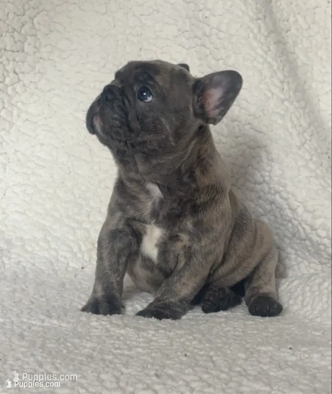 Bruno – French Bulldog puppy for sale in Newport News, VA