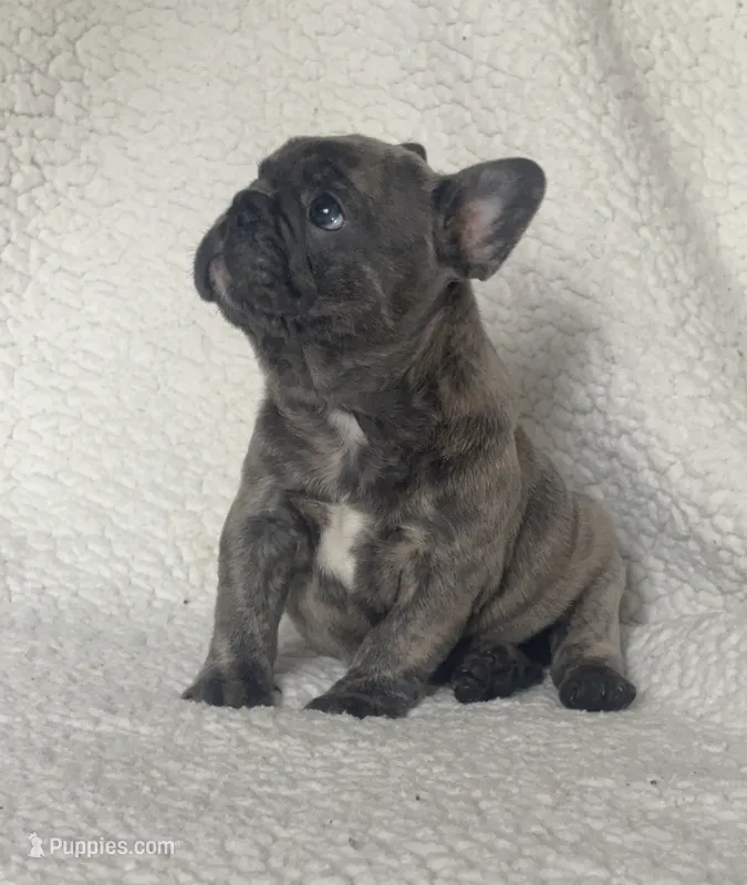 Bruno – French Bulldog puppy for sale in Newport News, VA