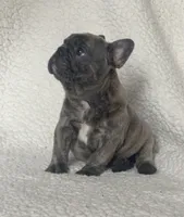 Bruno, a male French Bulldog for sale in Newport News, VA – 1 of 4