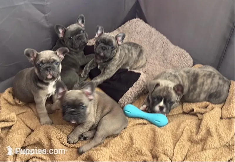 Bruno – French Bulldog puppy for sale in Newport News, VA