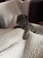 Bruno, a male French Bulldog for sale in Newport News, VA – 2 of 4