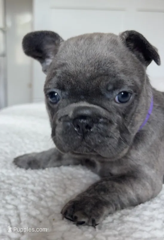 Bella – French Bulldog puppy for sale in Newport News, VA