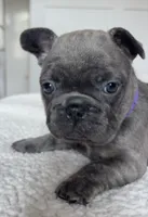 Bella, a female French Bulldog for sale in Newport News, VA – 1 of 5
