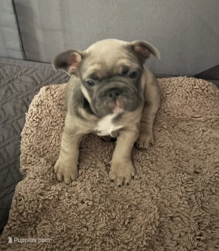 Buster – French Bulldog puppy on hold in Newport News, VA