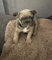 Buster, a male French Bulldog for sale in Newport News, VA – 1 of 7