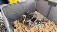 Buster, a male French Bulldog for sale in Newport News, VA – 7 of 7