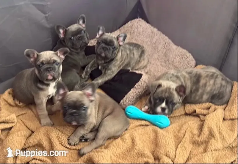  Bleu – French Bulldog puppy for sale in Newport News, VA