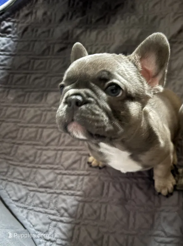 Bleu – French Bulldog puppy for sale in Newport News, VA