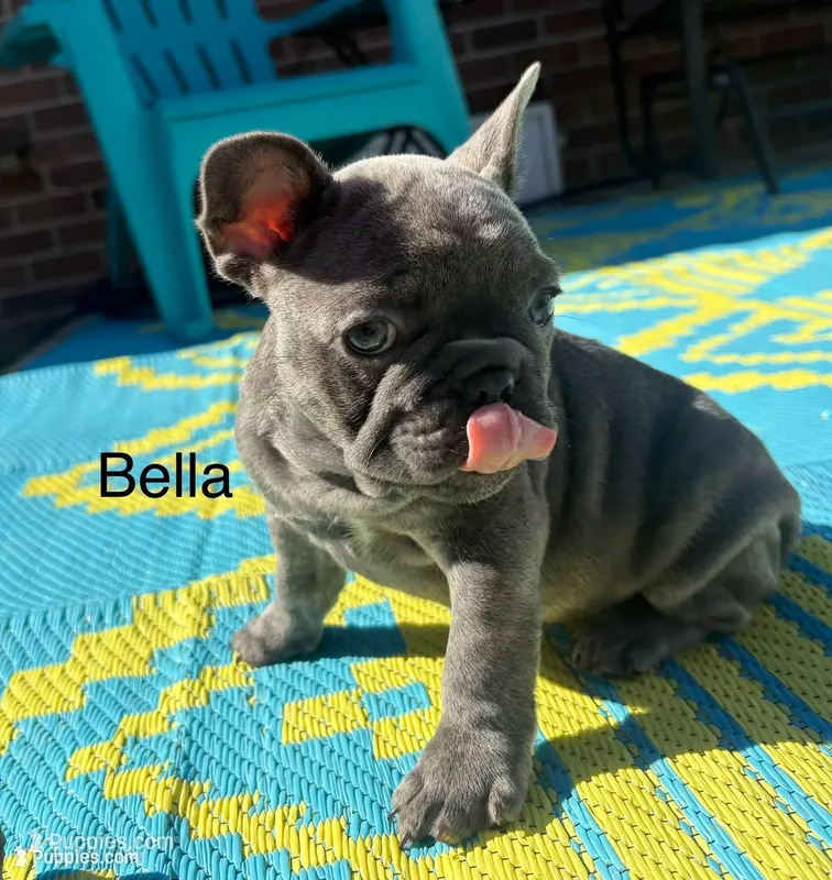Bella – French Bulldog puppy for sale in Newport News, VA