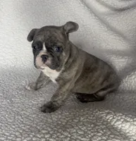 Bentley, a male French Bulldog for sale in Newport News, VA – 3 of 5