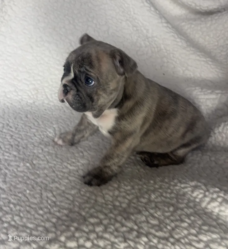 Bentley – French Bulldog puppy for sale in Newport News, VA