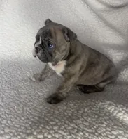 Bentley, a male French Bulldog for sale in Newport News, VA – 1 of 5