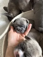 Buster, a male French Bulldog for sale in Newport News, VA – 2 of 7