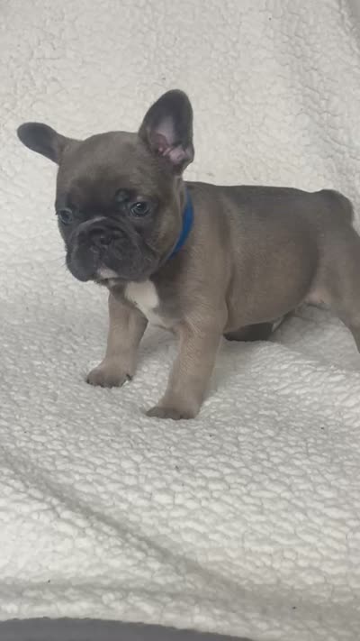 Bleu, a male French Bulldog for sale in Newport News, VA – 3 of 4