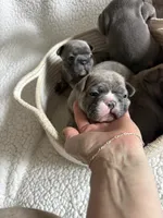 Bentley, a male French Bulldog for sale in Newport News, VA – 4 of 5