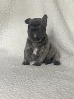 Bruno, a male French Bulldog for sale in Newport News, VA – 4 of 4
