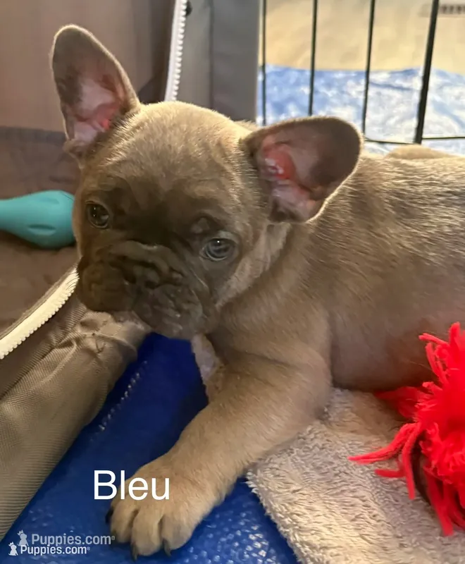  Bleu – French Bulldog puppy for sale in Newport News, VA