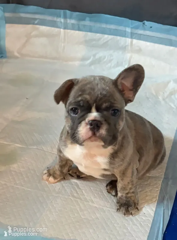 Bentley – French Bulldog puppy for sale in Newport News, VA