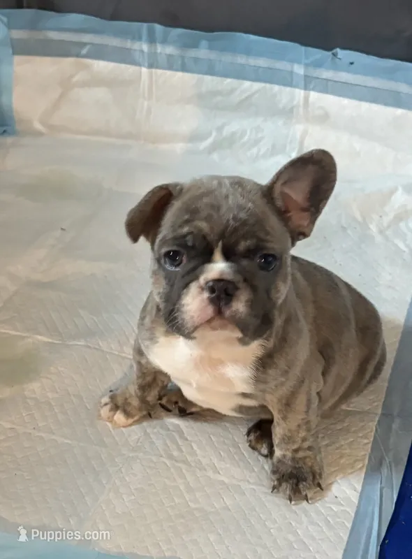 Bentley – French Bulldog puppy for sale in Newport News, VA