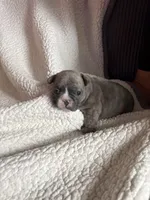 Bentley, a male French Bulldog for sale in Newport News, VA – 5 of 5